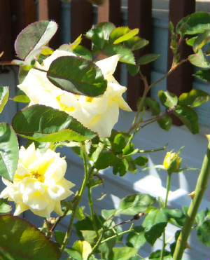 7-16-20012-Rose