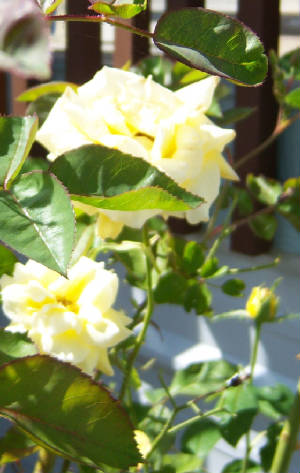 7-16-2012Rose2