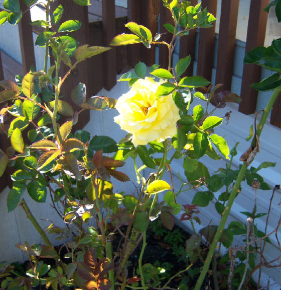 7-8-2012FirstYellowRose.JPG