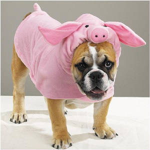 Dog dressed like pig