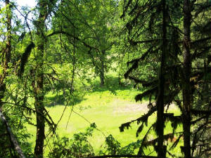 Lord of the Land and Trees' Forest Hideaway