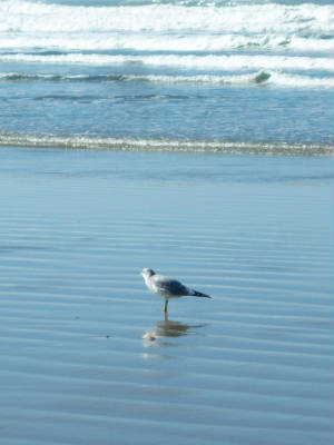 Seagull