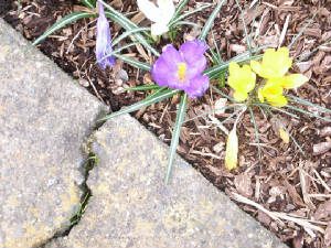 crocus