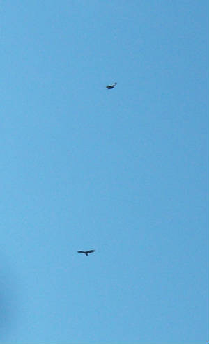 TWO Eagles flying above my house