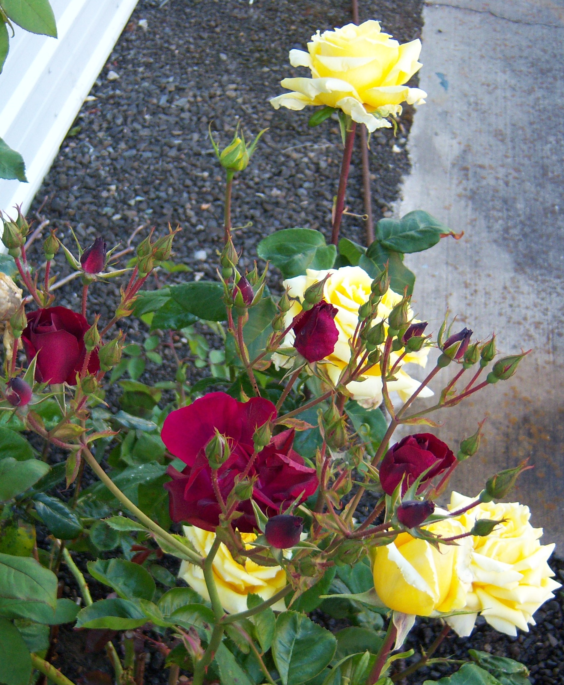 11-13-11RedYellowRoses.JPG