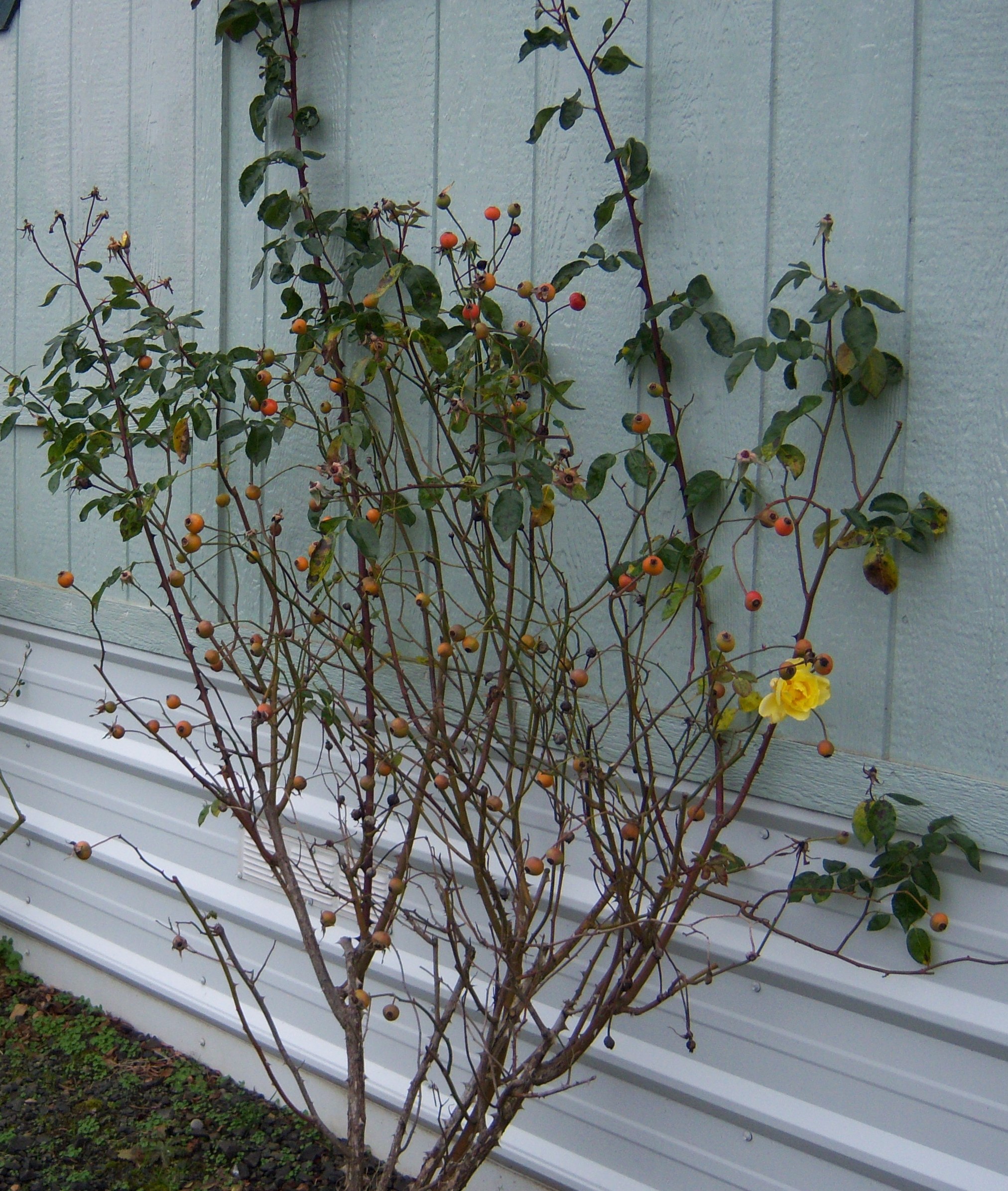 Winter Rose 12-30-2012