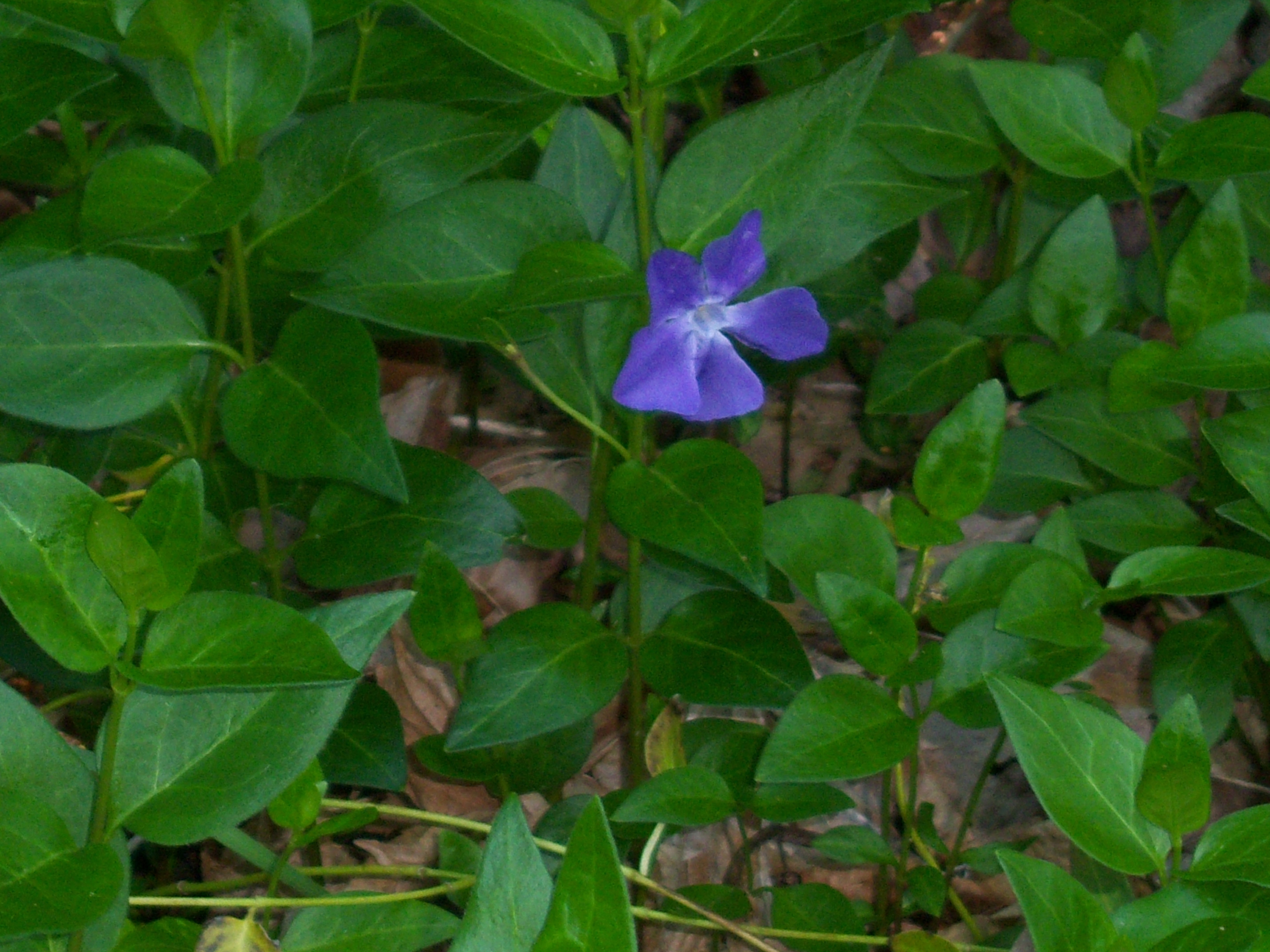 flower treasure
